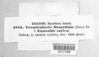 Colletotrichum dematium image